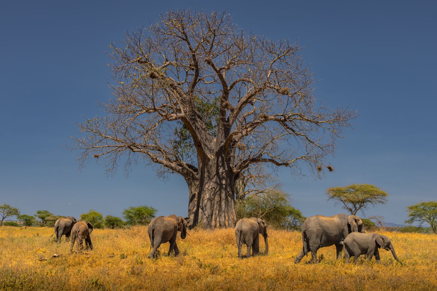 4-Day Ruaha Wilderness Safari