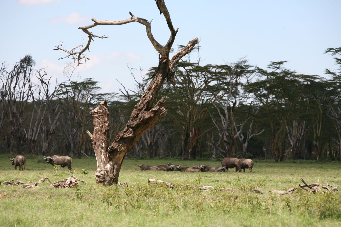 Hippo pool viewing