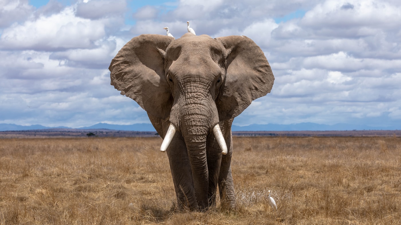 Lake Manyara & Tarangire