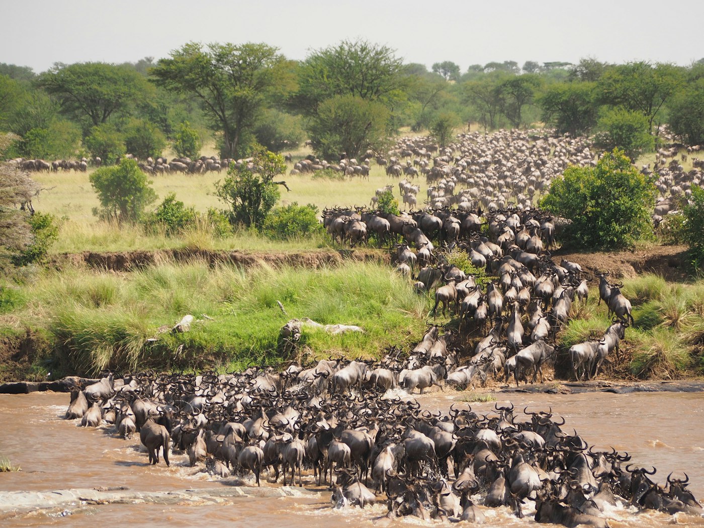 3-Day Serengeti & Ngorongoro Safari