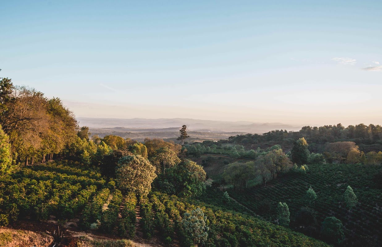Coffee farm tour