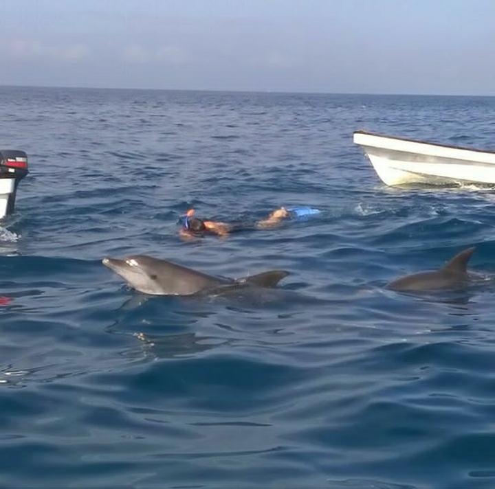 Dolphin tour at Kizimkazi