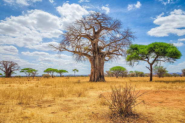 Game drives in Tarangire