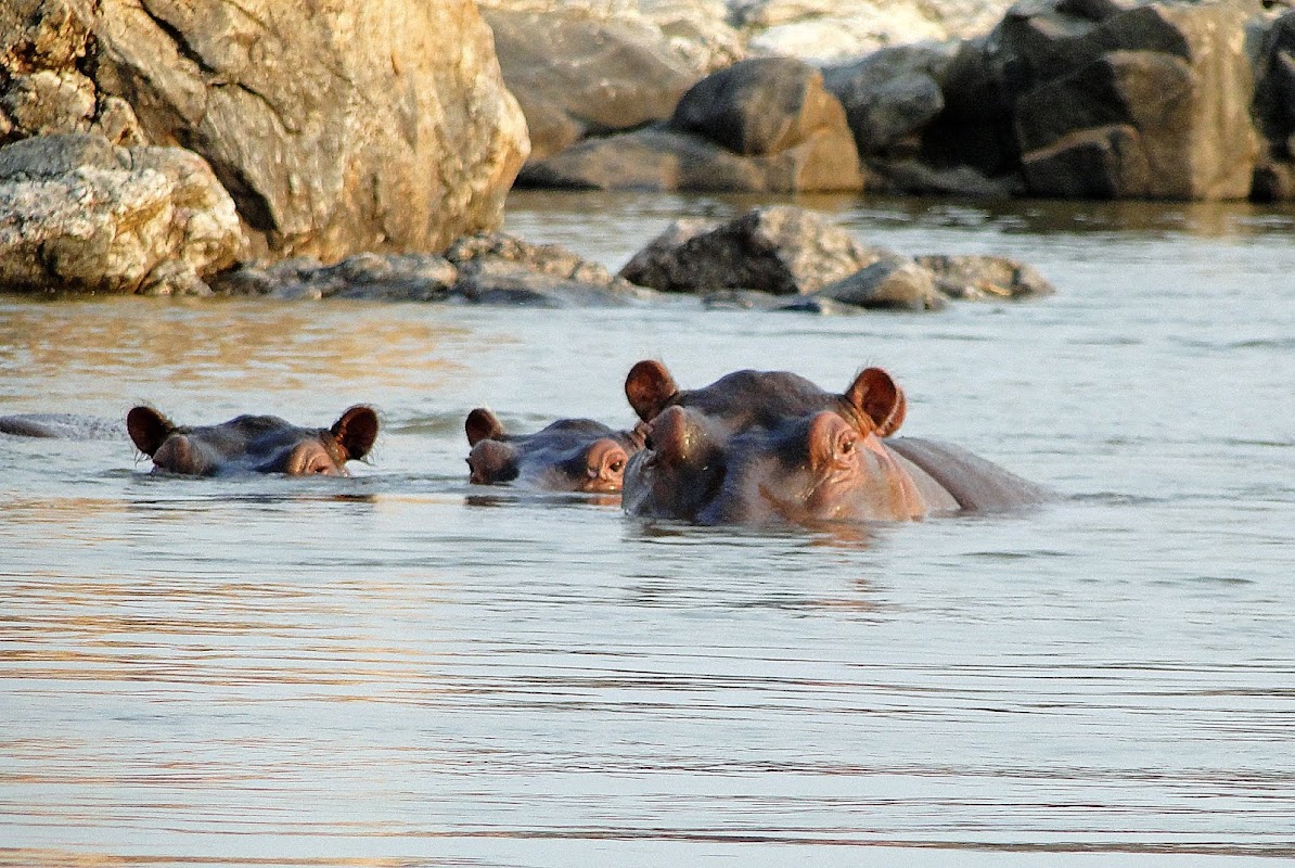 Great Ruaha River
