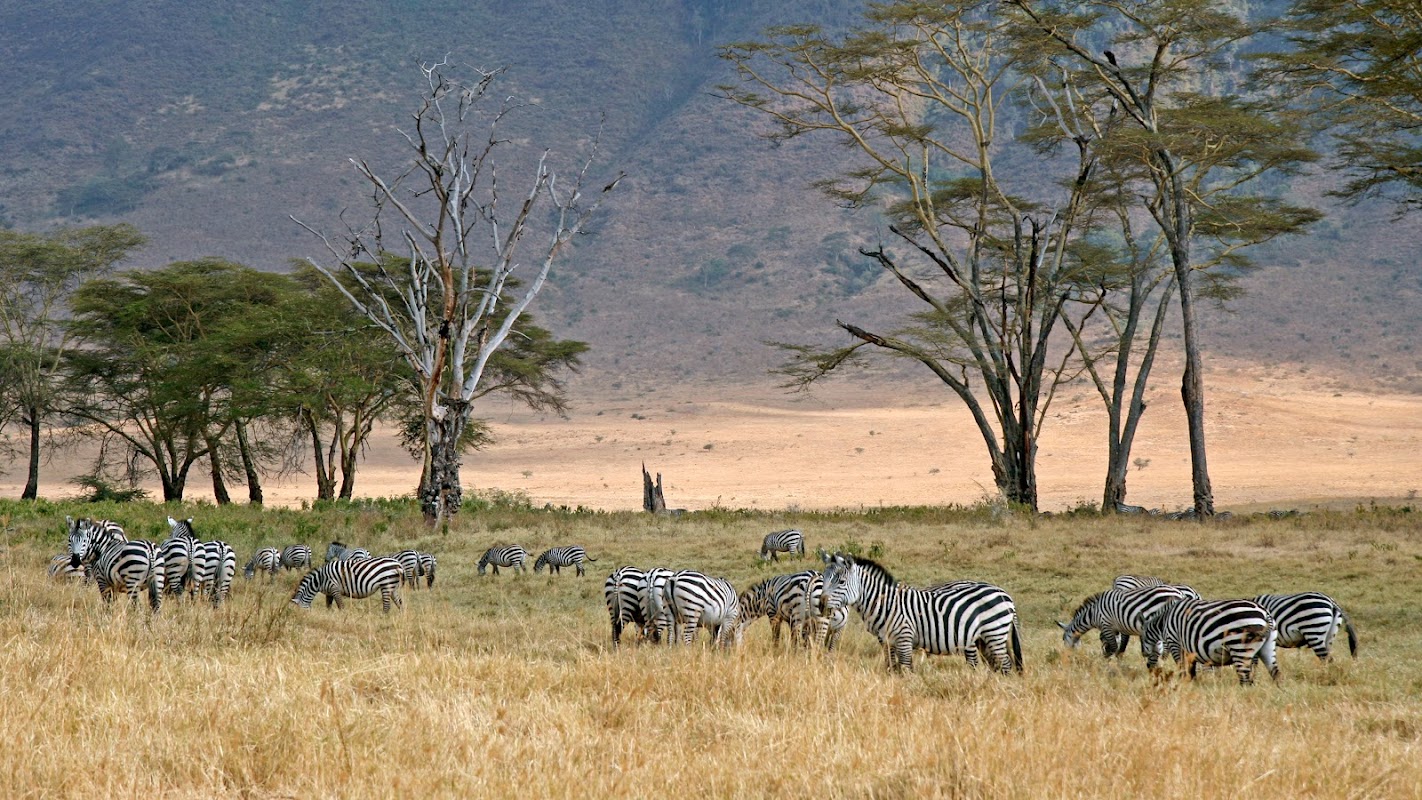 Lerai Forest