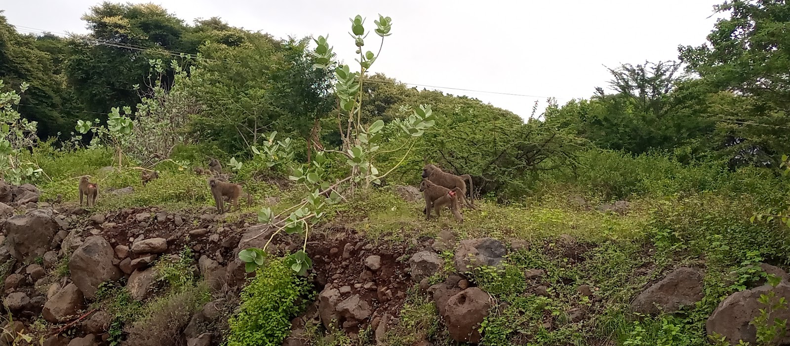 Manyara Ranch bush lunch