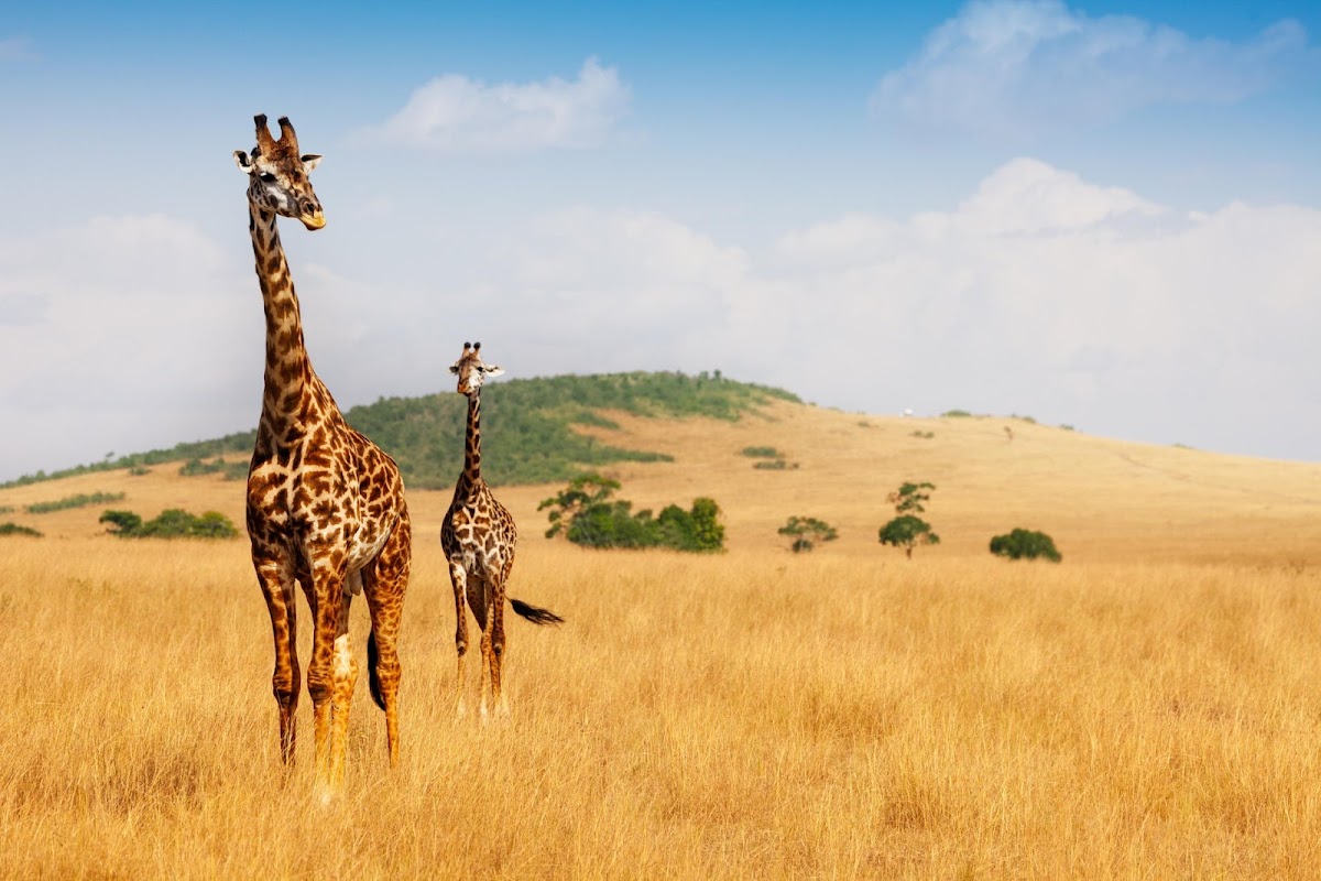 Migration game drives