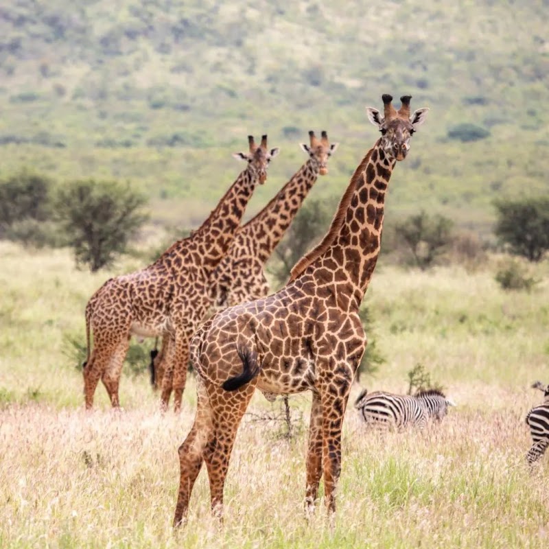 Miombo woodlands & floodplains