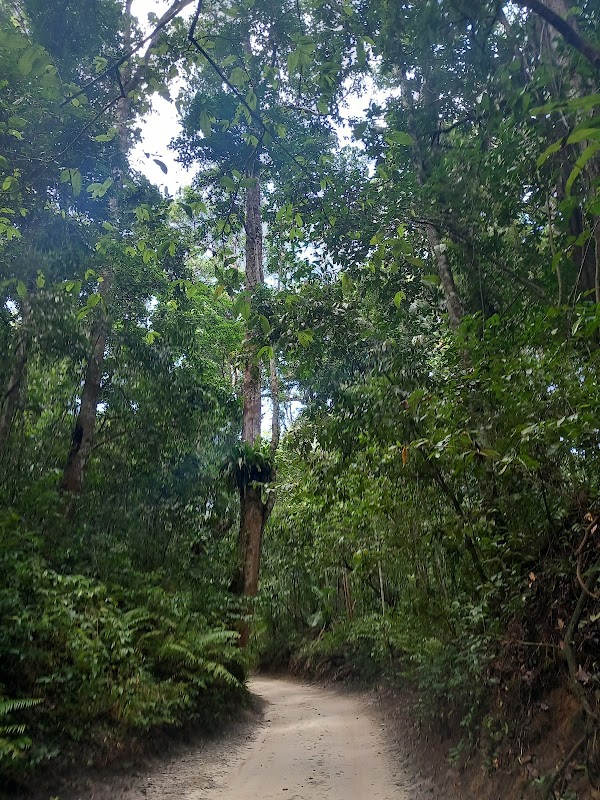 Ngezi Forest walk