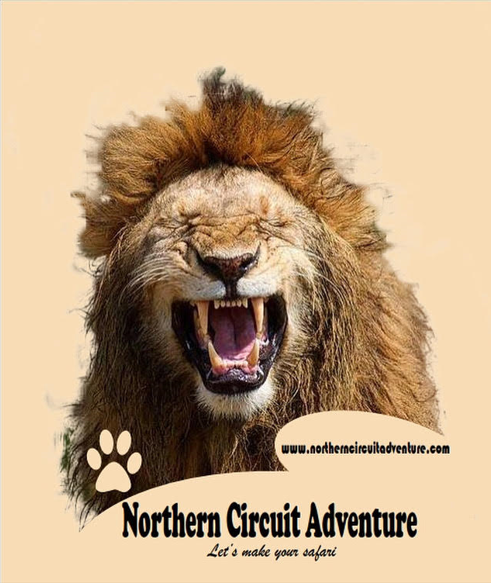 Northern circuit safari