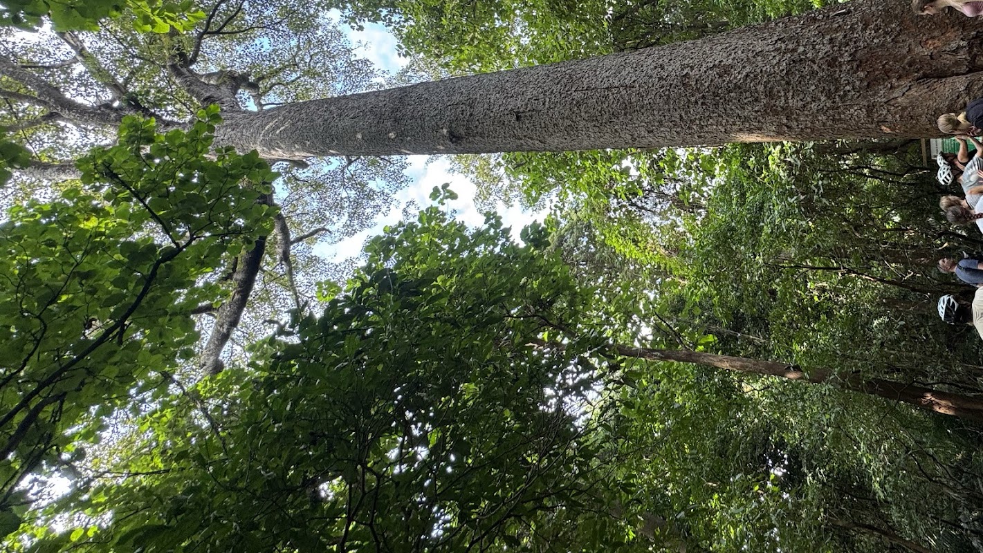 Rau Forest Reserve