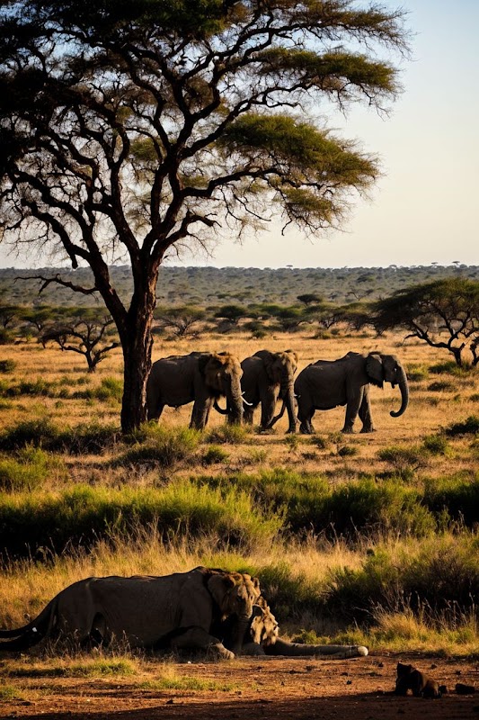 Ruaha National Park