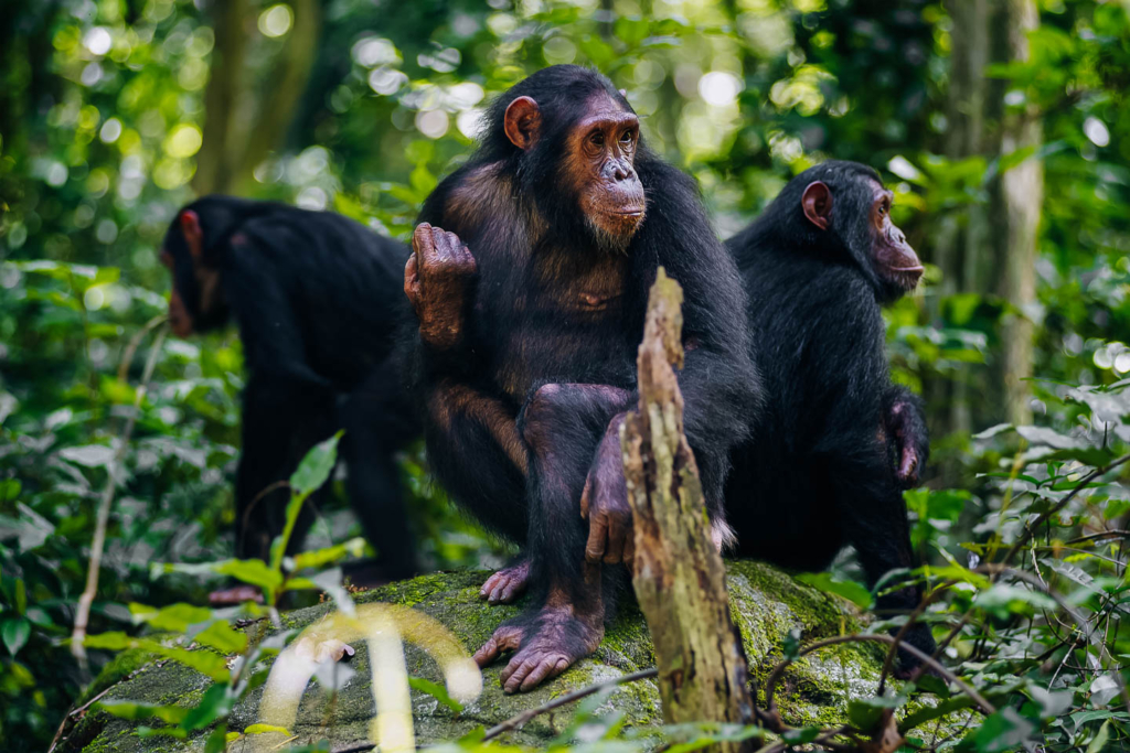 Rubondo Island chimp tracking