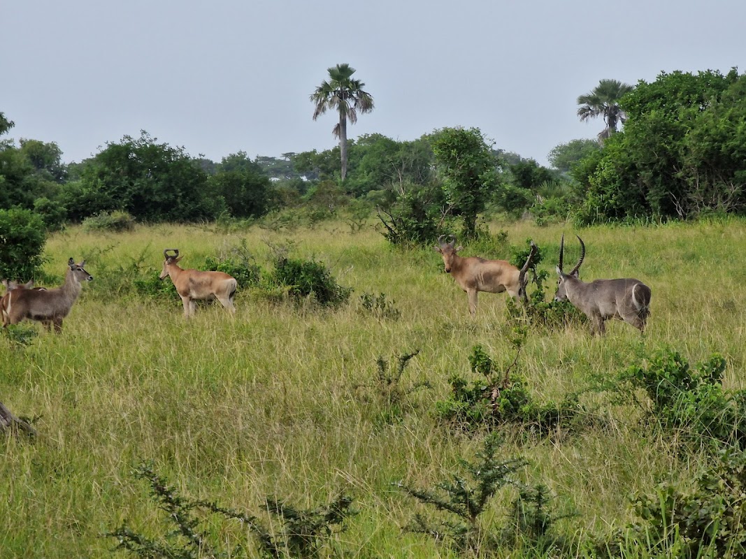 Saadani National Park