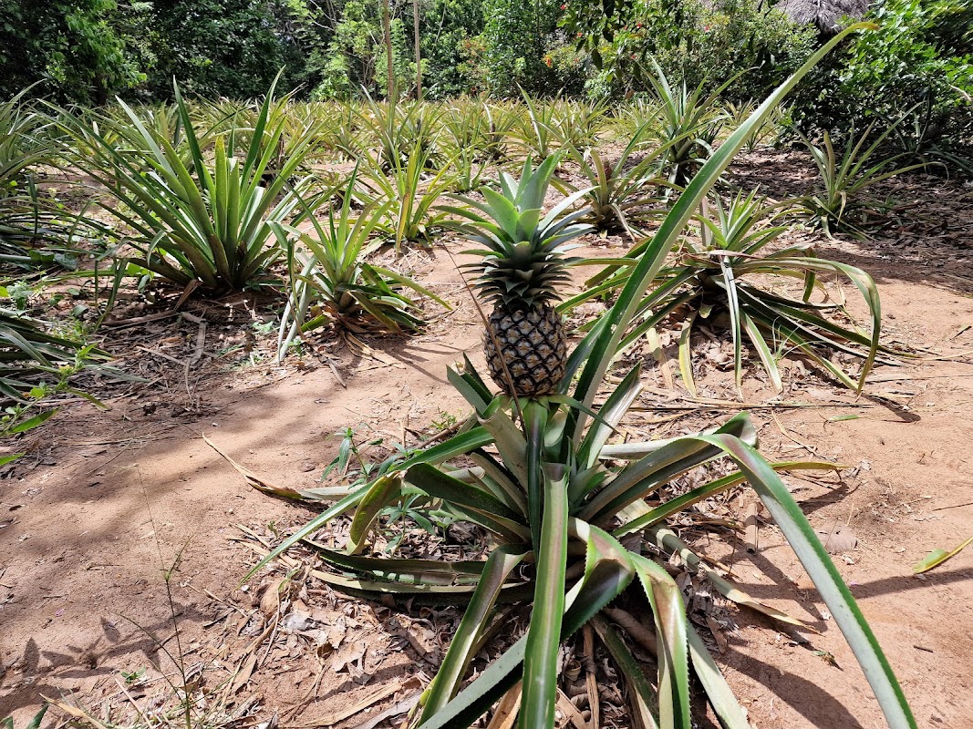 Spice farm tour
