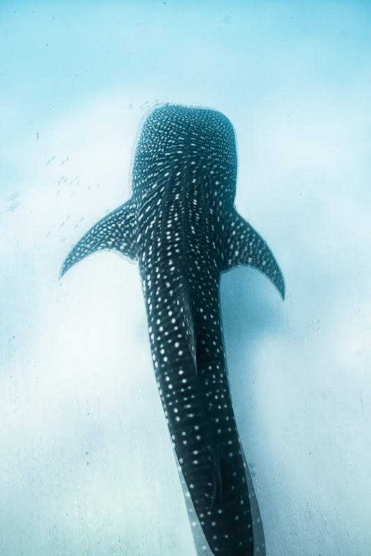 Swimming with whale sharks