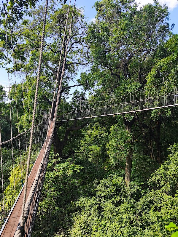 Treetop canopy walkway
