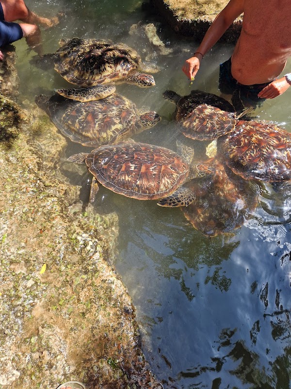Turtle sanctuary visit