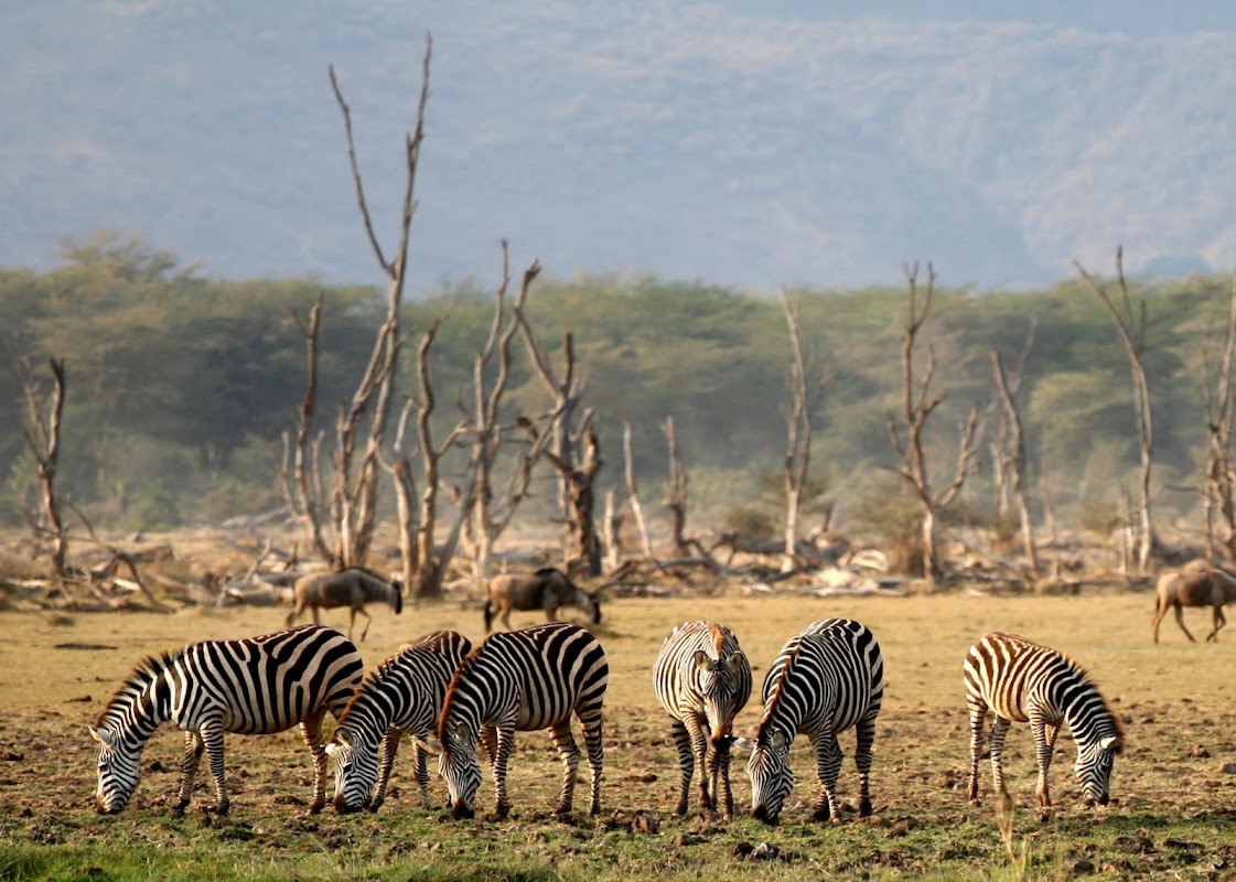 Walking safari