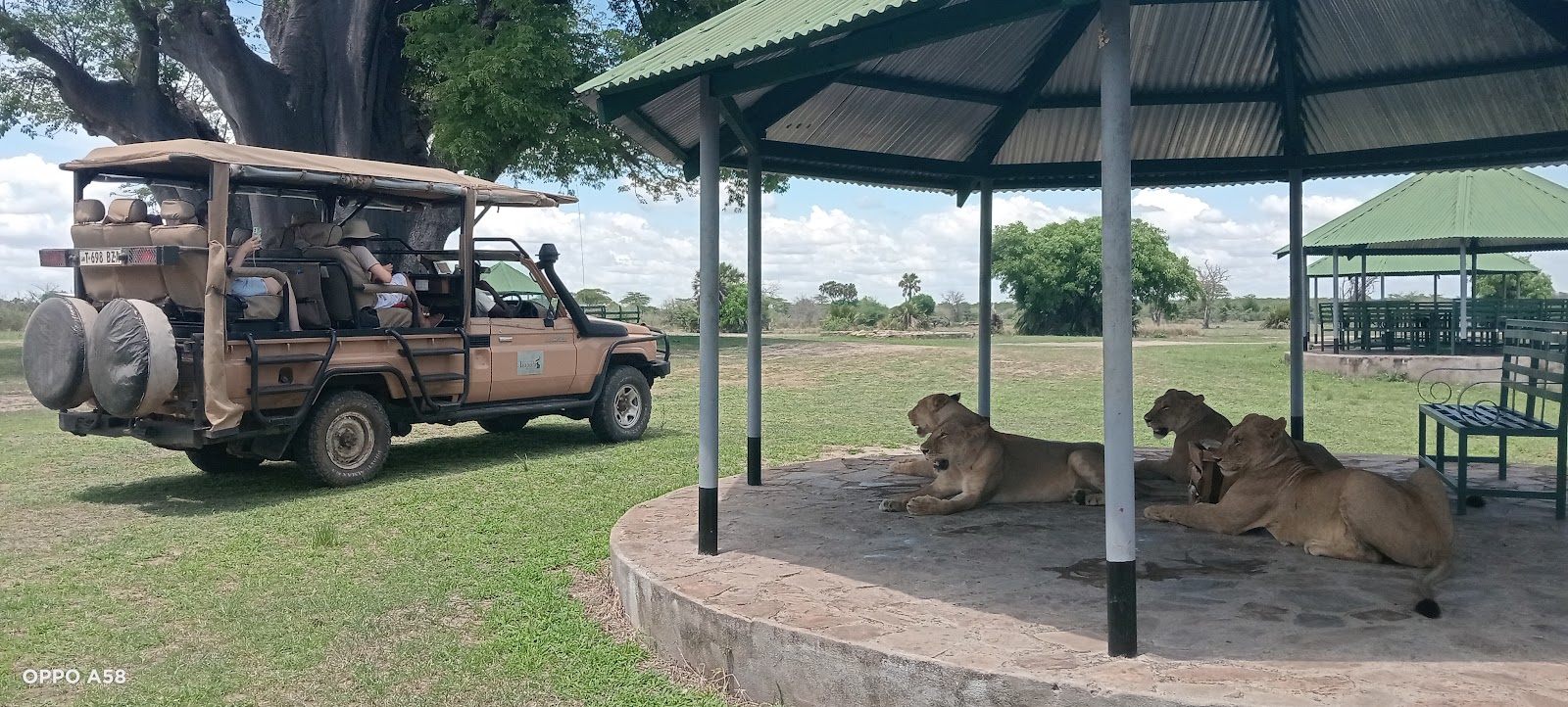 Walking safari