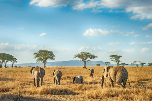 Western Serengeti safari