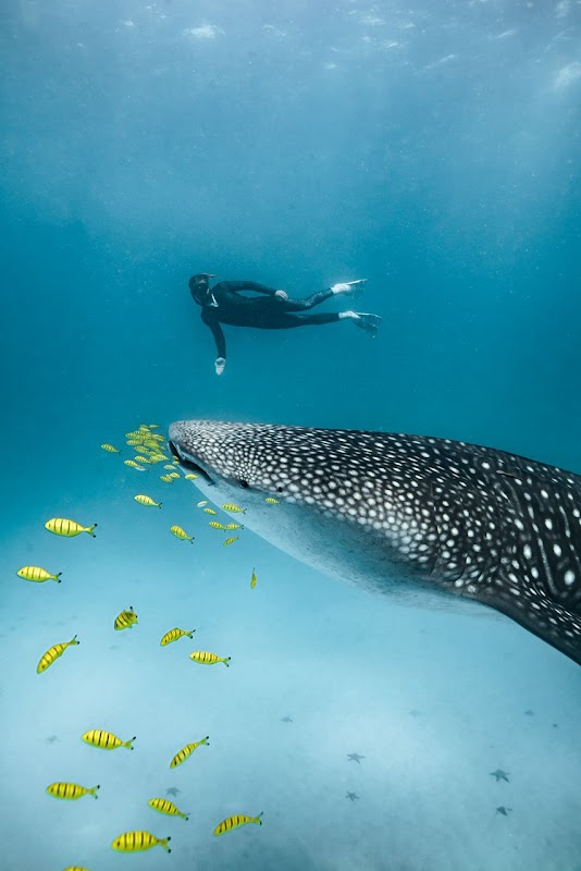Whale Shark Lodge dining